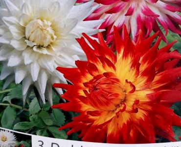 Далия Cactus Микс (3 корена)